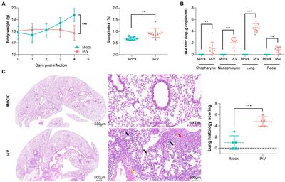 Topography of respiratory tract and gut microbiota in mice with influenza A virus infection